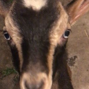 Meet your Posher, Hardy